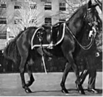 Riderless stallion at JFK funeral
