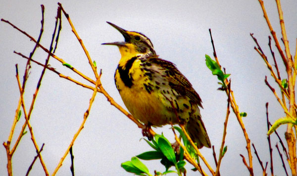 A Western Meadowlark sparks hope. With thanks to Daniel Roberts for this image from Pixabay.