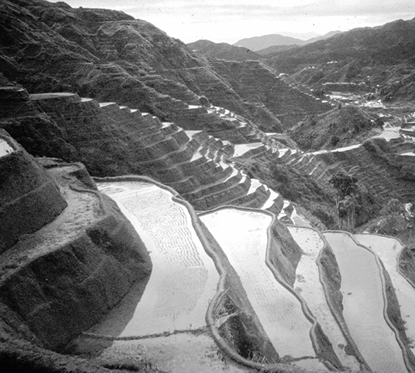 Banaue Rice Terraces